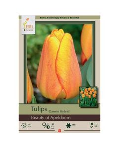 Tulipa, Darwin Hybrid Tulip 'Beauty of Apeldoorn' 
