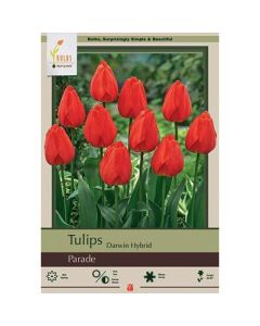 Tulipa, Darwin Hybrid Tulip 'Parade'