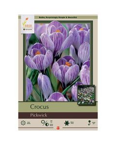 Crocus, Large Flowering Crocus 'Pickwick'