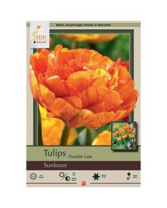 Tulipa, Late Double Tulip 'Sunlover'