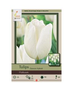 Tulipa, Darwin Hybrid Tulip 'Hakuun' 