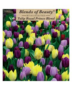 Tulipa Assortment, Early Single Tulip 'Royal Prince'