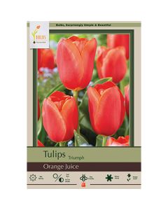 Tulipa, Triumph Tulip 'Orange Juice' 