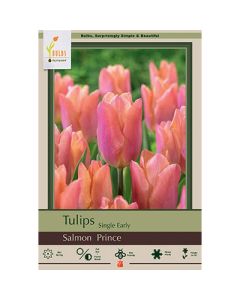Tulipa, Early Single Tulip 'Salmon Prince'