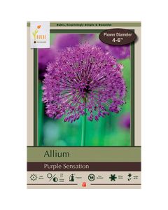 Allium, Flowering Onion 'Purple Sensation'