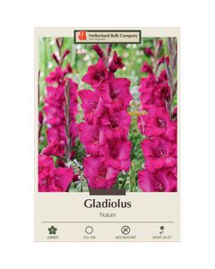 Gladiolus, Large Flowering 'Natan'