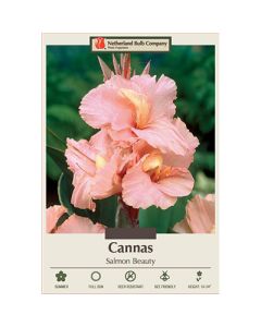 Canna, Dwarf Cannas 'Salmon Beauty'
