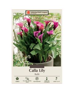 Zantedeschia, Calla Lily 'Bullit'