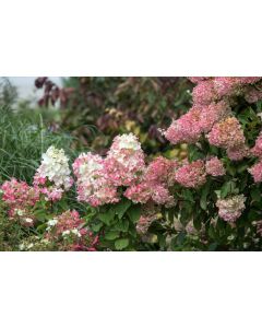 Hydrangea, Panicle 'First Editions® Diamond Rouge®'