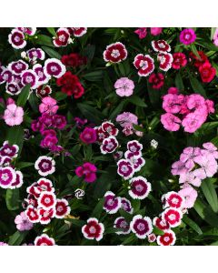 Dianthus, Diabunda® Mix