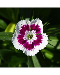 Dianthus, Diabunda® 'Purple Picotee'