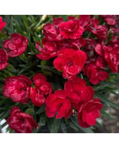 Dianthus, Carnation Pemán 'Red'