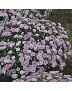 Dianthus, Pretty Poppers® 'Appleblossom Burst'