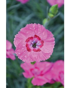 Dianthus, American Pie™ 'Bumbleberry Pie'