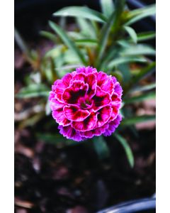 Dianthus, Constant Beauty® 'Crush Burgundy'