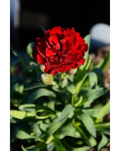 Dianthus, Constant Beauty® 'Red'