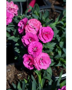 Dianthus, Constant Cadence® 'Raspberry'