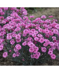 Dianthus, Pretty Poppers® 'Cute as a Button'
