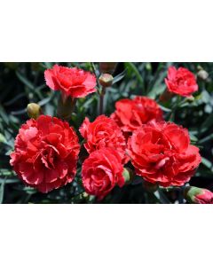 Dianthus, Early Bird 'Chili'