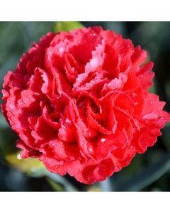 Dianthus, Double Pinks Early Bird™ 'Chili'