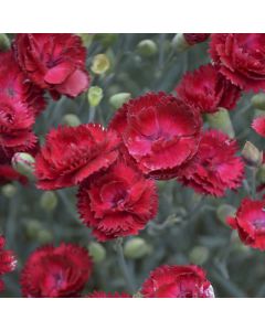 Dianthus, Pretty Poppers® 'Electric Red'
