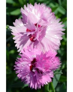 Dianthus, Everlast™ 'Lavender Eye'