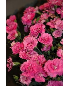 Dianthus, Everlast™ 'Orchid'