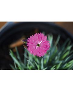 Dianthus, Cheddar Pinks 'Firewitch'