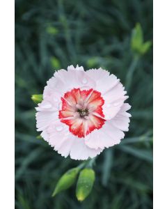 Dianthus, American Pie™ 'Georgia Peach Pie'