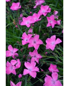 Dianthus, Kahori® 'Pink'