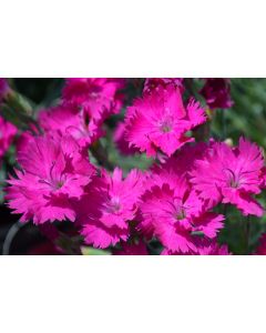 Dianthus, Cheddar Pinks 'Neon Star'