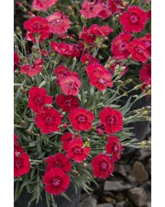 Dianthus, Star Single™ 'Fire Star Improved'