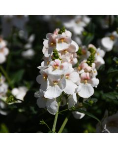 Diascia, Trinity™ 'Grace' (early spring crop)