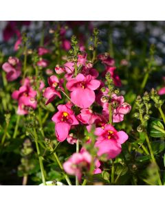 Diascia, Darla® 'Rose'