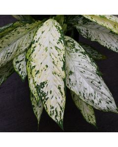 Dieffenbachia Matacula, Dumb Cane 'Vesuvius'