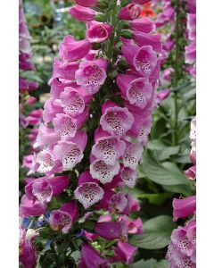 Digitalis, Foxglove 'Dalmation Purple'