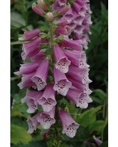 Digitalis, Foxglove 'Dalmatian Rose'