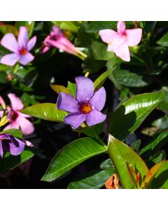 Mandevilla, Dipladenia 'Bluephoria'