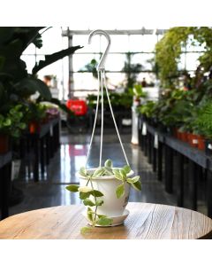 Dischidia