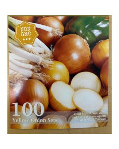 Allium, Yellow Onion Set 'Stuttgarter'