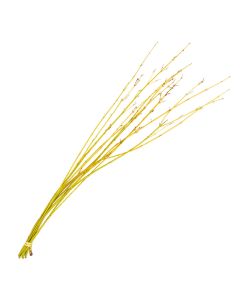 Branches, Dogwood 'Yellow'