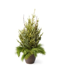 'Doorstep Charmer' Spruce Tip Round Container