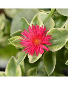 Dorotheanthus, Mezoo™ 'Red'