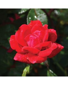 Rosa, Shrub Rose 'Knock Out® Double Red'