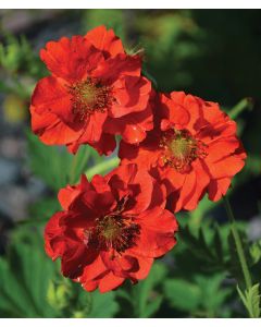 Geum, Chilean 'Double Bloody Mary'