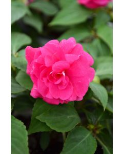 Impatiens, Double Glimmer™ 'Hot Pink'
