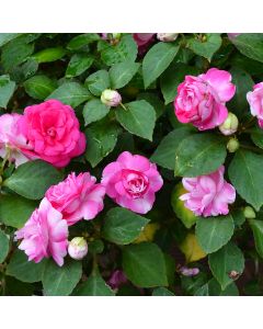Impatiens, Double Fiesta™ 'Sparkler Hot Pink'