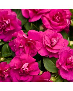 Impatiens, Double Glimmer™ 'Burgundy'