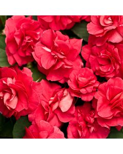 Impatiens, Double Glimmer™ 'Dark Red'