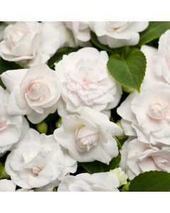Impatiens, Double Glimmer™ 'White'